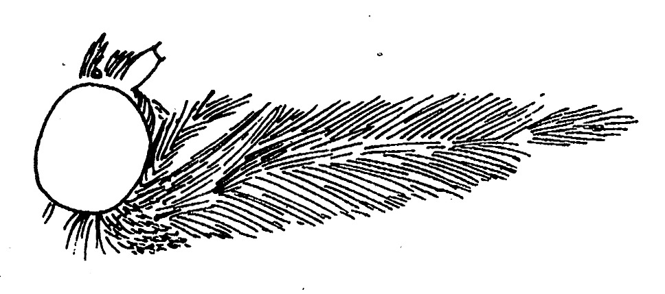 Head of Schoenobius gigantella (Pyralidae).
